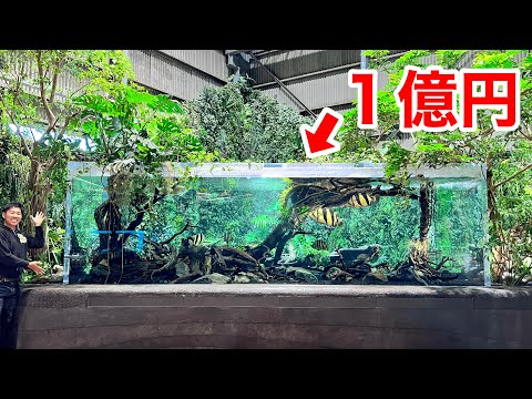 木の樹脂: 5 つの驚くべき事実 自然と動物