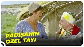 Koca Yusuf, Padişah İçin Tay Seçiyor | Köroğlu Türk Filmi
