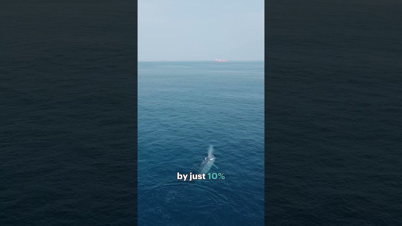 How slower ships can save whales | Blue Speeds & IFAW