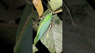 Download lagu Belalang daun dengan suara unik #walangkekek #hewanunik #shortvideo mp3 Download lagu Belalang daun dengan suara unik #walangkekek #hewanunik #shortvideo mp3