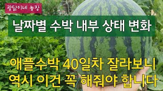애플수박 40일차 잘라보니 역시 이건 꼭 해줘야 합니다(날짜별 애플수박 내부 공개)20수