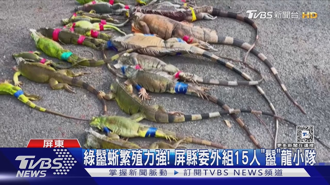 新版侏儸紀? 屏縣委「獵龍小隊」狂捕綠鬣蜥