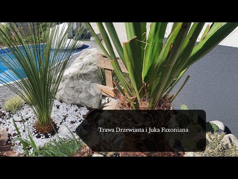 Yucca Faxoniana and Tree Grass - planting and transplanting into the ground #33