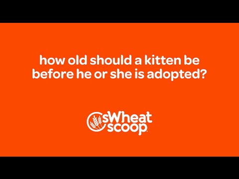 how old should a kitten be before he or she is adopted?