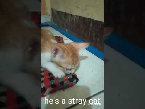 Heart warming cat..😭