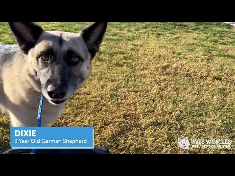 Dixie, an adoptable Shepherd Mix in Clovis, CA_image-1