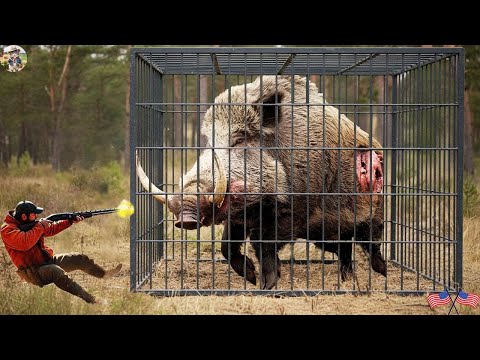 Čudovište od divlje svinje konačno uhvaćeno u zamku - lovci zadivljeni njegovom veličinom