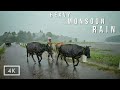 Walking In Heavy Rain In Paddy Fields Relaxing Kerala Monsoon Rain Sounds For Sleep And Meditation