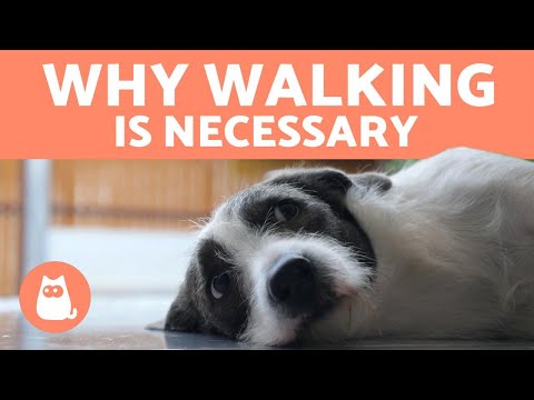 YouTube video about: Can dogs get sick from walking in the rain?