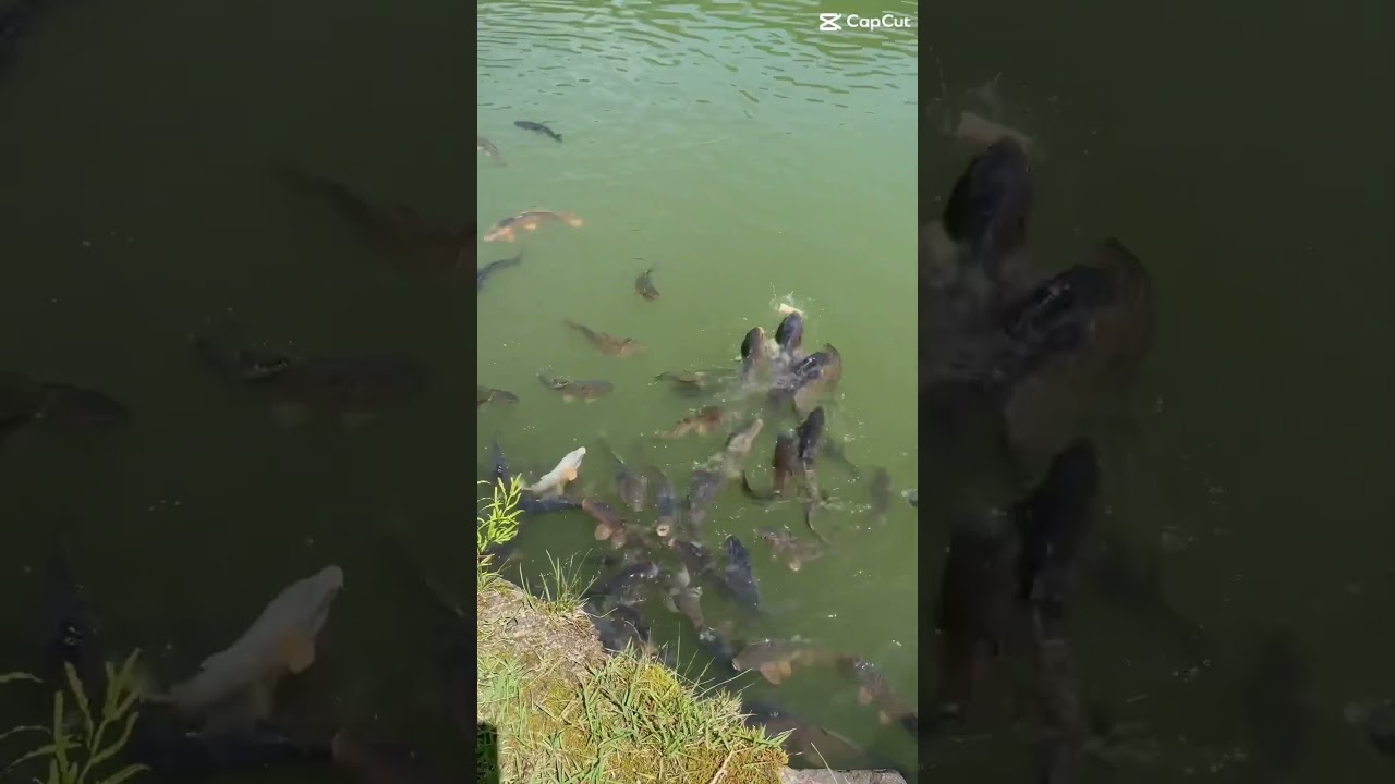 YouTube Short thumbnail