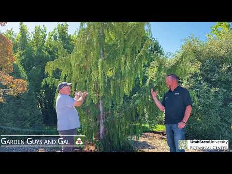 Top Conifers for your landscape