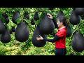 Harvesting Giant Wild Pomelo | The Most Expensive Fruit On The Current Market | Off The Grid