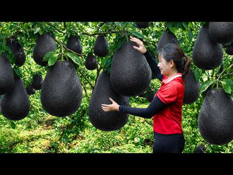 Harvesting Giant Wild Pomelo | The Most Expensive Fruit On The Current Market | Off The Grid