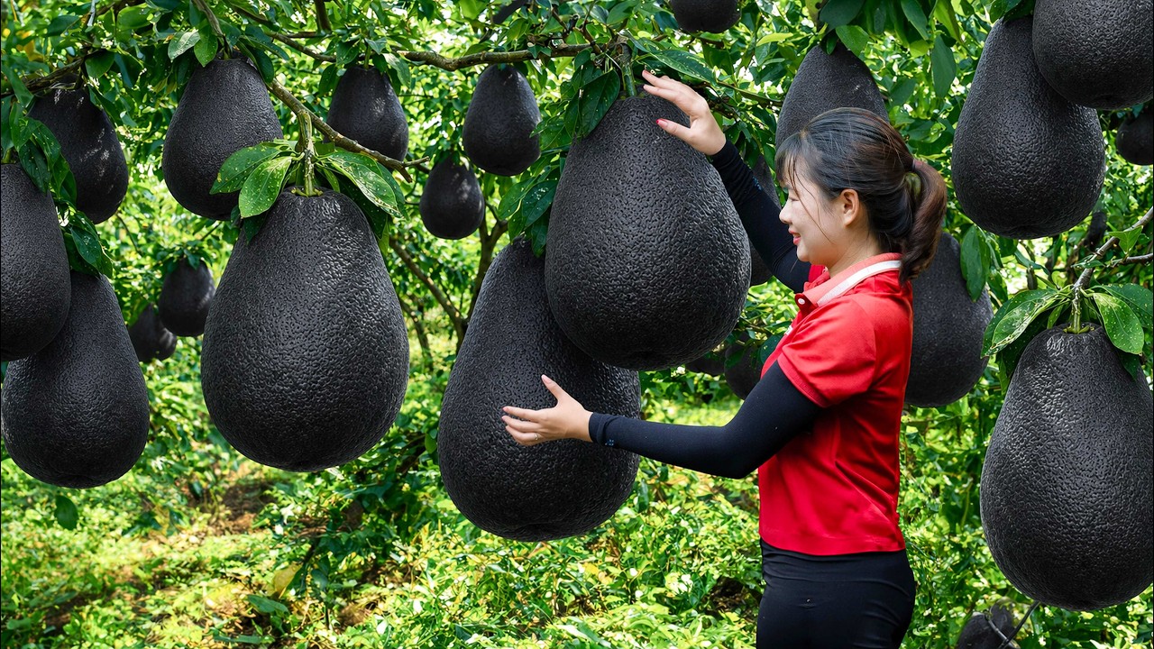 Harvesting Giant Wild Pomelo | The Most Expensive Fruit On The Current Market | Off The Grid