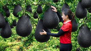 Harvesting Giant Wild Pomelo | The Most Expensive Fruit On The Current Market | Off The Grid