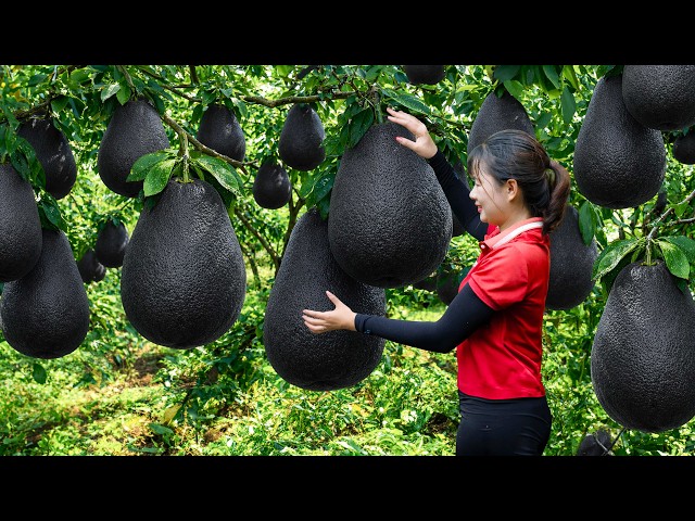 Harvesting Giant Wild Pomelo | The Most Expensive Fruit On The Current Market | Off The Grid