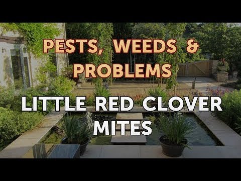 Little Red Clover Mites