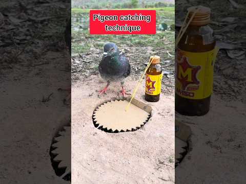 Pigeon catching technique #comedy #funny #birds