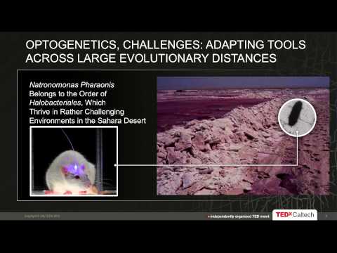 Brain Control with Light - Development and Application: Viviana Gradinaru at TEDxCaltech