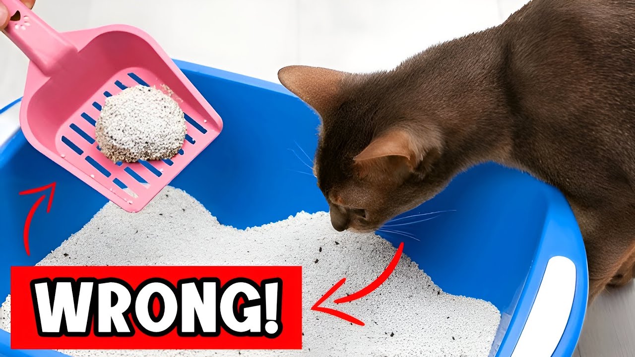 Your Cat Hates When You Do THIS With The Litter Box! 😾🚫