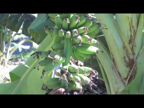 Researchers Try Growing Bananas In South Georgia