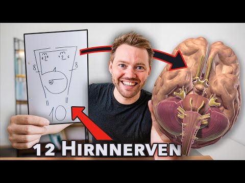 Die wichtigste Funktion der Hirnnerven 𝘥𝘪𝘳𝘦𝘬𝘵 merken