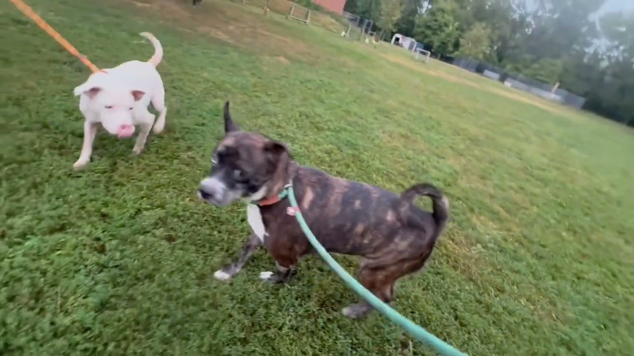 Kamila's Leash Test