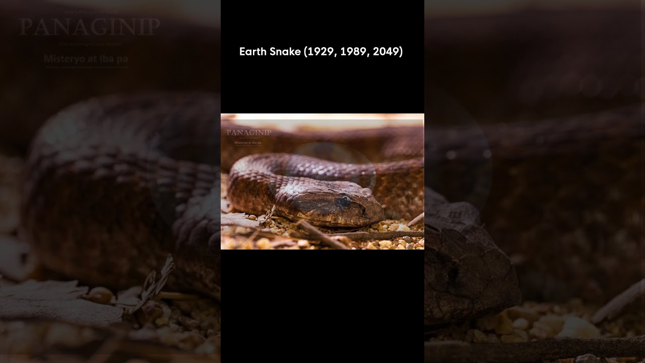 Year of the Earth Snake (2049) - Meaning & Personality