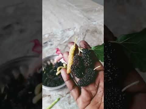 Yammi fruits  Swarupa Devarakonda Vlogs