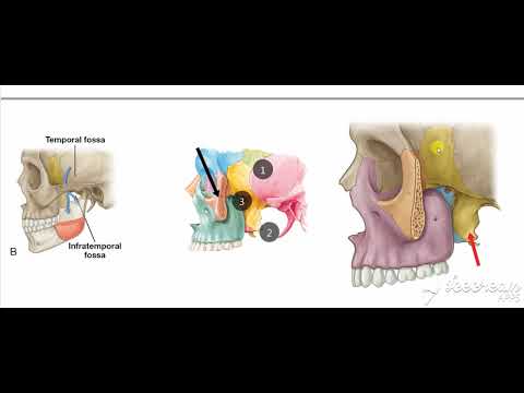 Pterygopalatine fossa 3