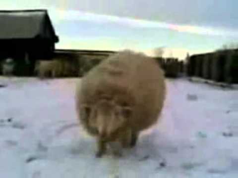 борис иди на х'й