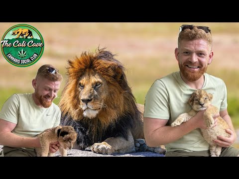 Das Lion Cafe in Thailand 🦁🇹🇭