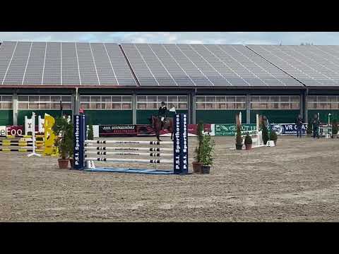 5yo Vivocartus PS (Vivant x Carthago)