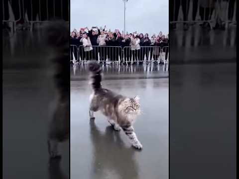 Красивая кошка 🐈‍⬛ выходит по красной дорожке из самолёта ✈️. #кот #cat #котики #коты #cats #cute