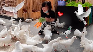 Download lagu Feeding Birds Doves, Rabbits and Turtles | Learn Animals for Children mp3