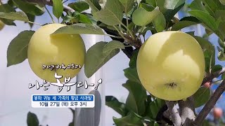 [나는농부다 220회 예고] 봉화 귀농 세 가족의 황금 사과밭