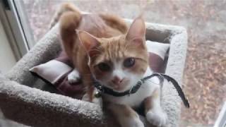 it's a raining day and zak attacks my hand