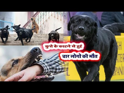 इतना ख़तरनाक कुत्ता नही देखें होंगे अब तक ऐसा वीडियो #dog_funny_videos #Kutta_Ne_Kata #Dog_Fact #2022