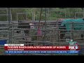 Flooded Ranch Displaces Hundreds of Horses