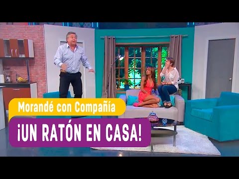 Un ratón en casa - Morandé con Compañía 2016