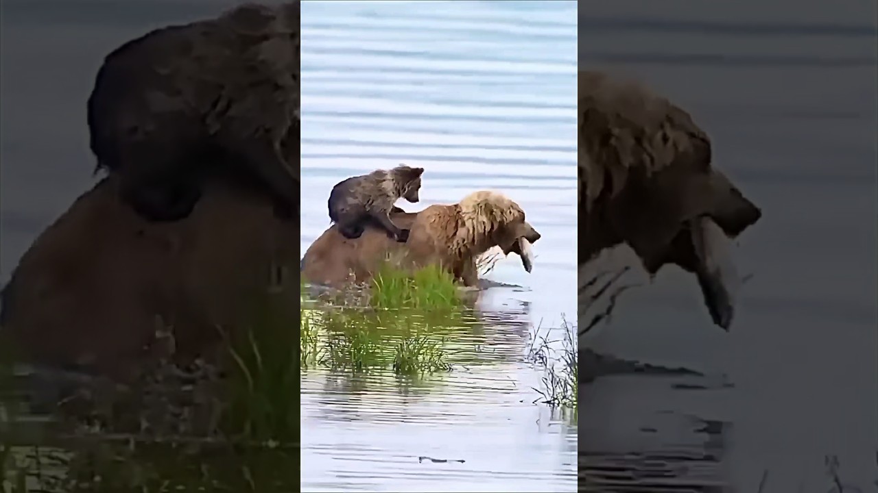 Every mother has her own responsibility. #どうぶつの森 #animal #viralvideo #shortvideo #viralshort #shorts