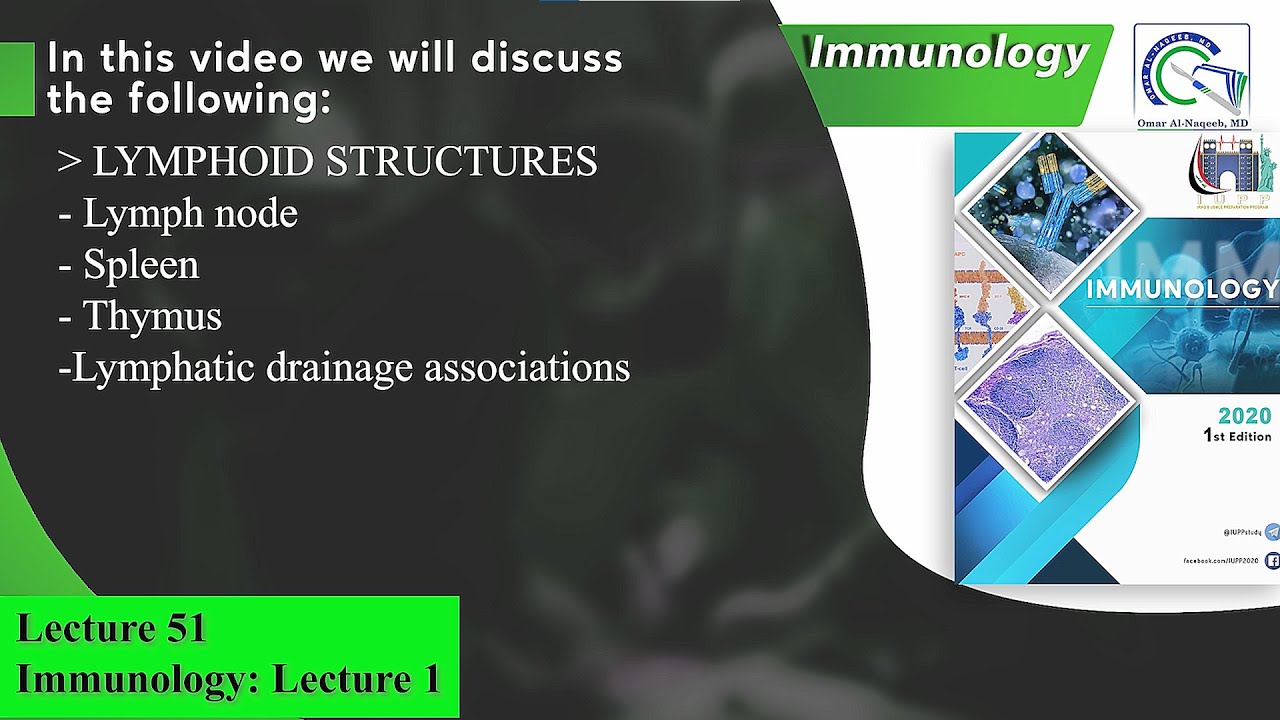 Lymphoid structures: Lymph node || Spleen || Thymus