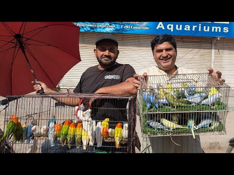 Lalukhet Birds Market Sunday Open Market Update | Karachi Latest Birds Collection 1 March 2026 | BPT