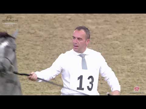 N 13 AYDA UMM ALUDHAM   10th Qatar International Arabian Peninsula Horse Show 2020   Yearling Fillie