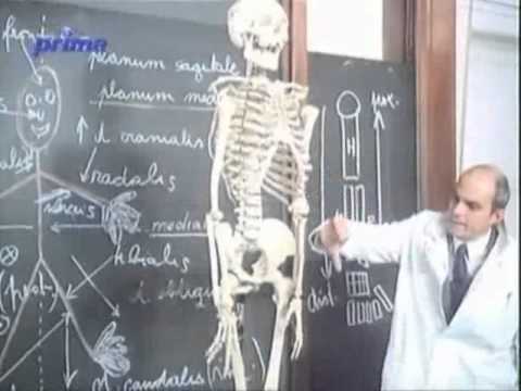 anatomické pojmy jakk básníci přicházejí o iluze