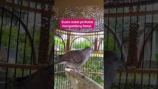 Download lagu Suara nutut perkutut mengundang bunyi - perkutut lokal nusantara525 mp3