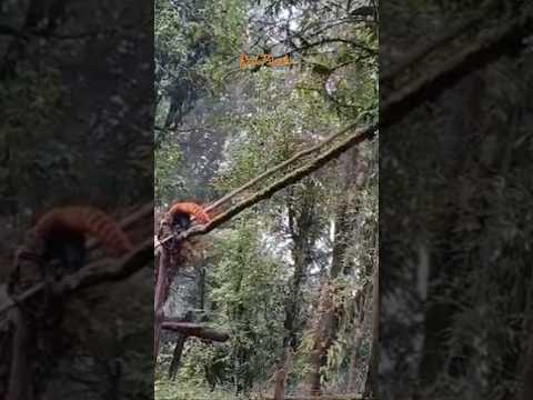 #Redpanda #Padmaja Naidu Himalayanzoo #viralshorts