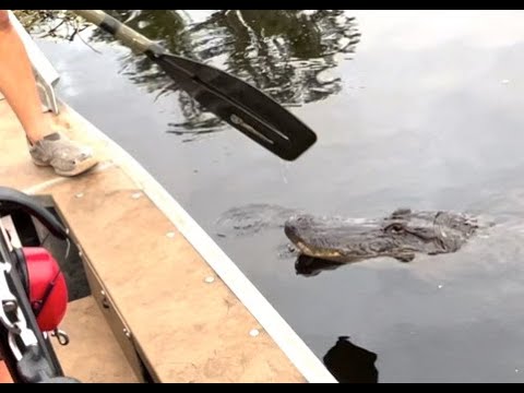 2nd YouTube video about are swamp tours safe