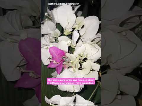 Subhan'Allah, Allah is Al-Qadir. #flower #white #pink #islamicshorts #naturelovers #viralshorts