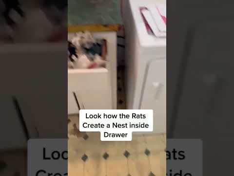 Rat infestation taking over a kitchen